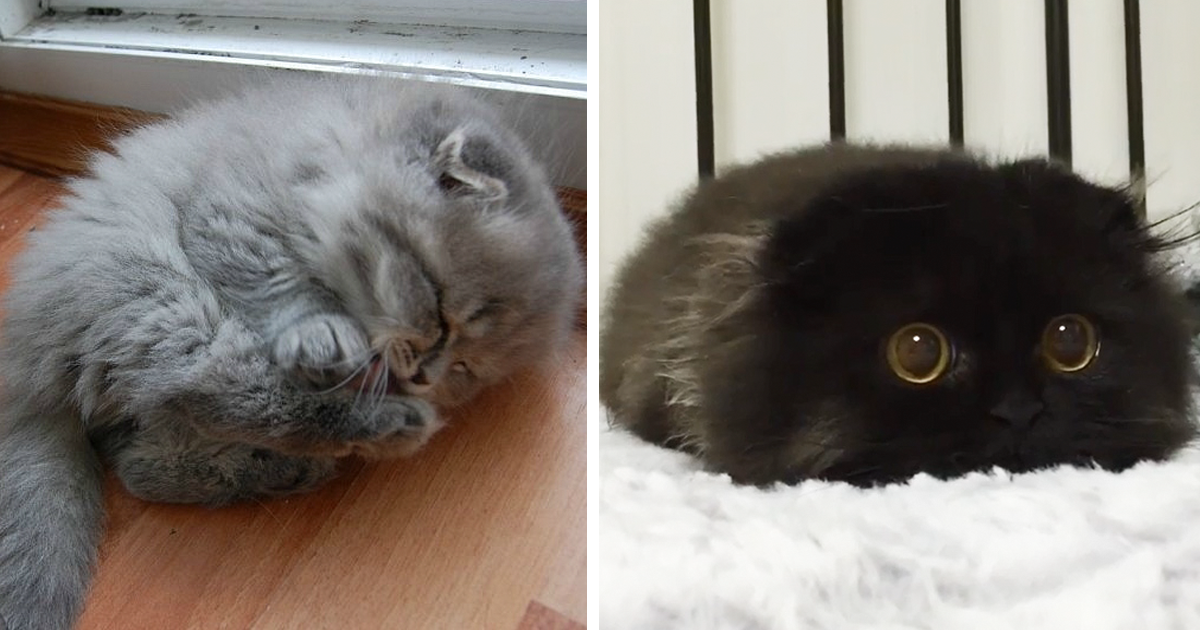 91 Cute Cats To Make Your Heart Melt