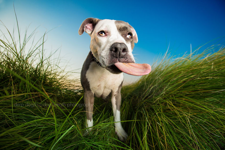 Derpy Dogs Will Melt Your Heart (15 Pics) Derpy Dogs Will Melt Your Heart (15 Pics)