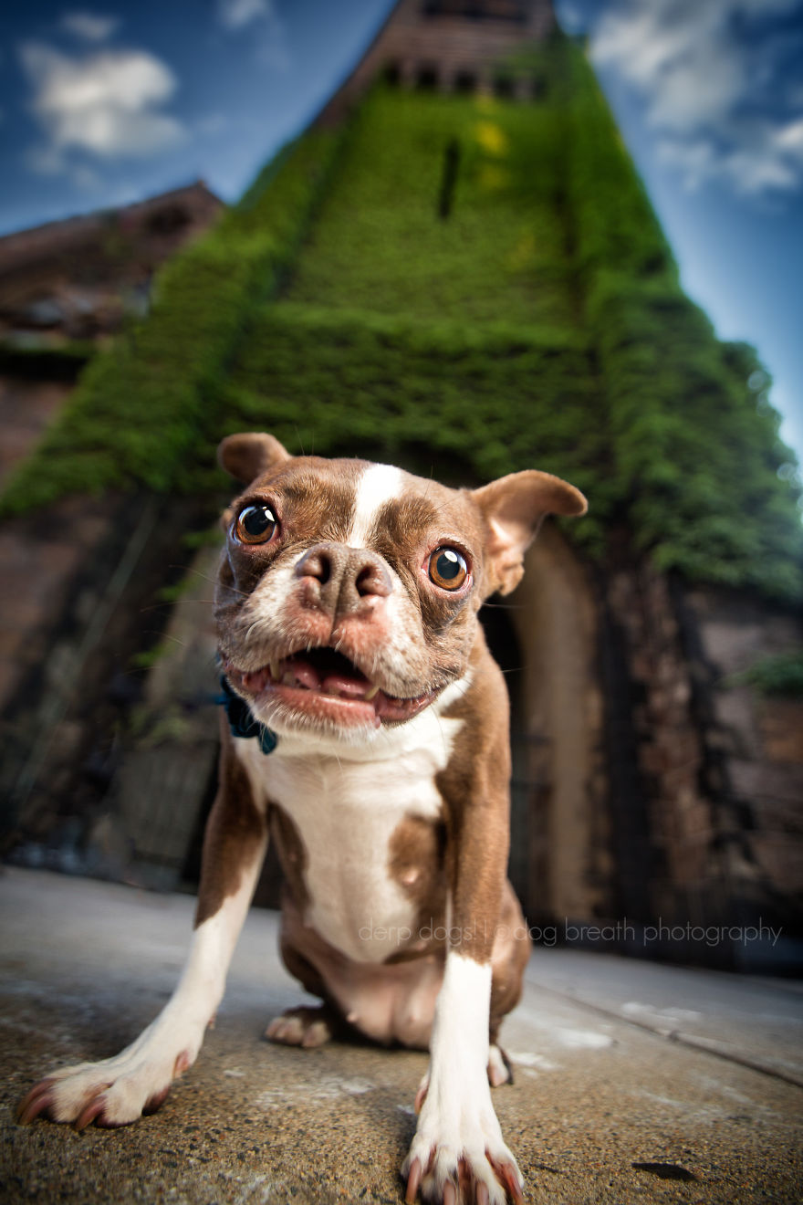 Derpy Dogs Will Melt Your Heart (15 Pics)