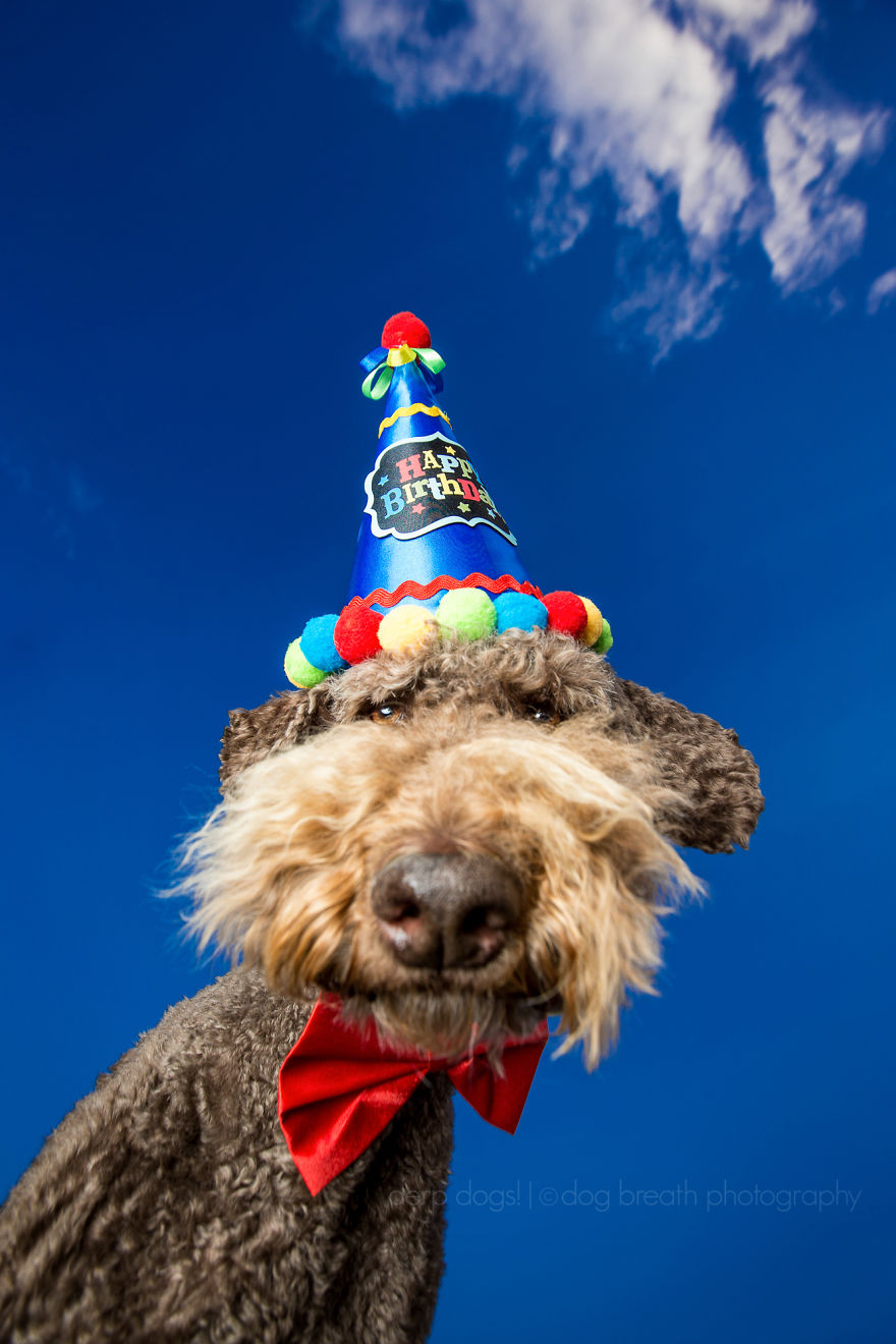 Derpy Dogs Will Melt Your Heart (15 Pics) Derpy Dogs Will Melt Your Heart (15 Pics)