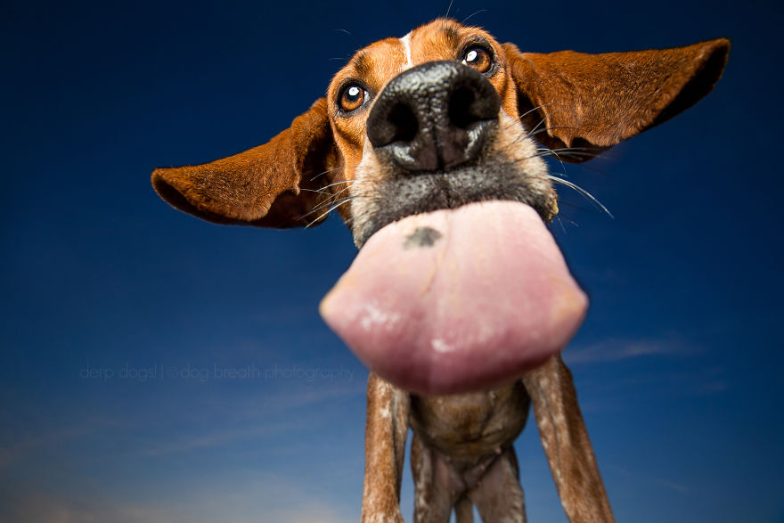 Derpy Dogs Will Melt Your Heart (15 Pics)