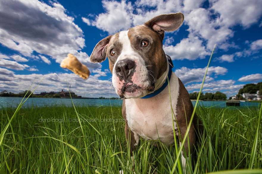 Derpy Dogs Will Melt Your Heart (15 Pics)