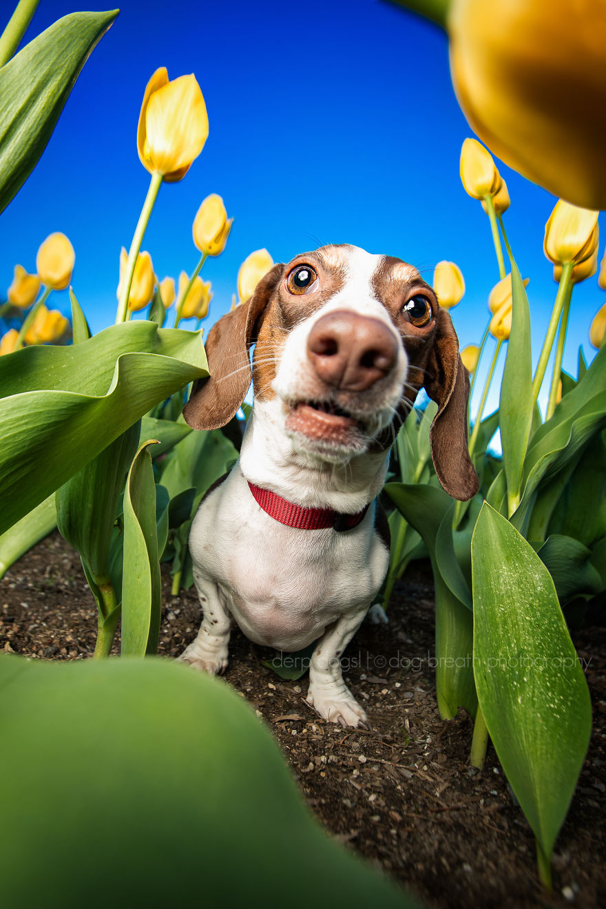 Derpy Dogs Will Melt Your Heart (15 Pics)