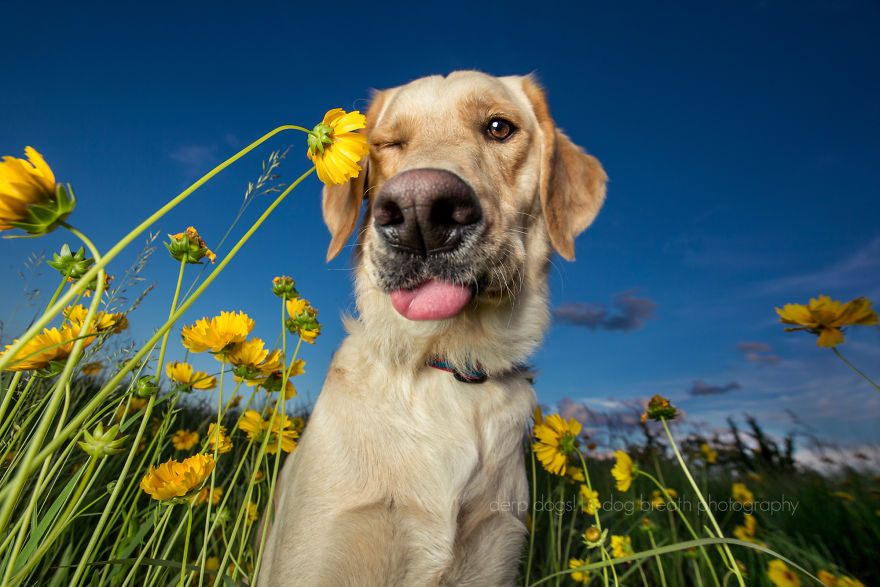 Derpy Dogs Will Melt Your Heart (15 Pics)