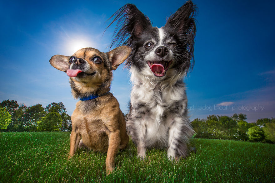 Derpy Dogs Will Melt Your Heart (15 Pics)