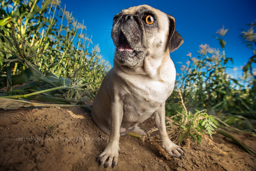 Derpy Dogs Will Melt Your Heart (15 Pics) Derpy Dogs Will Melt Your Heart (15 Pics)