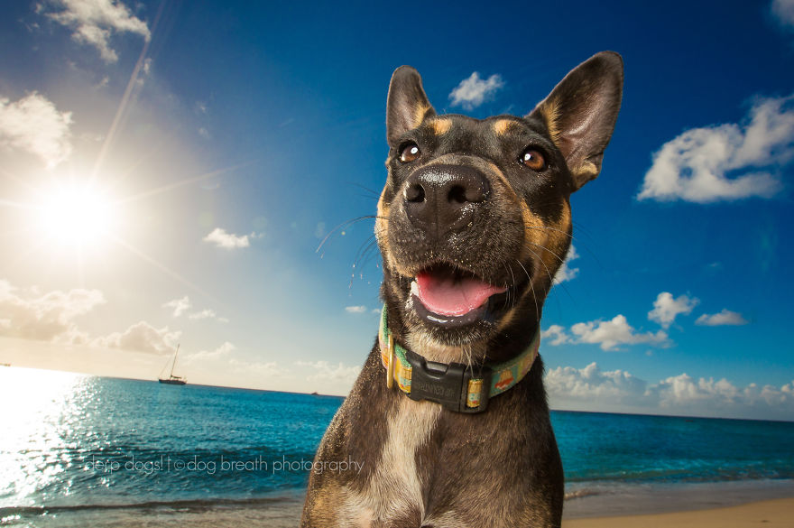 Derpy Dogs Will Melt Your Heart (15 Pics)