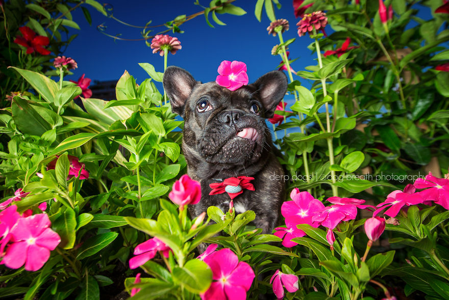 Derpy Dogs Will Melt Your Heart (15 Pics) Derpy Dogs Will Melt Your Heart (15 Pics)