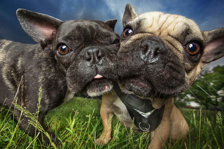 Derpy Dogs Will Melt Your Heart (15 Pics)