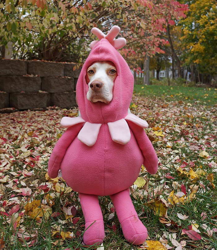Dressed Up Dog
