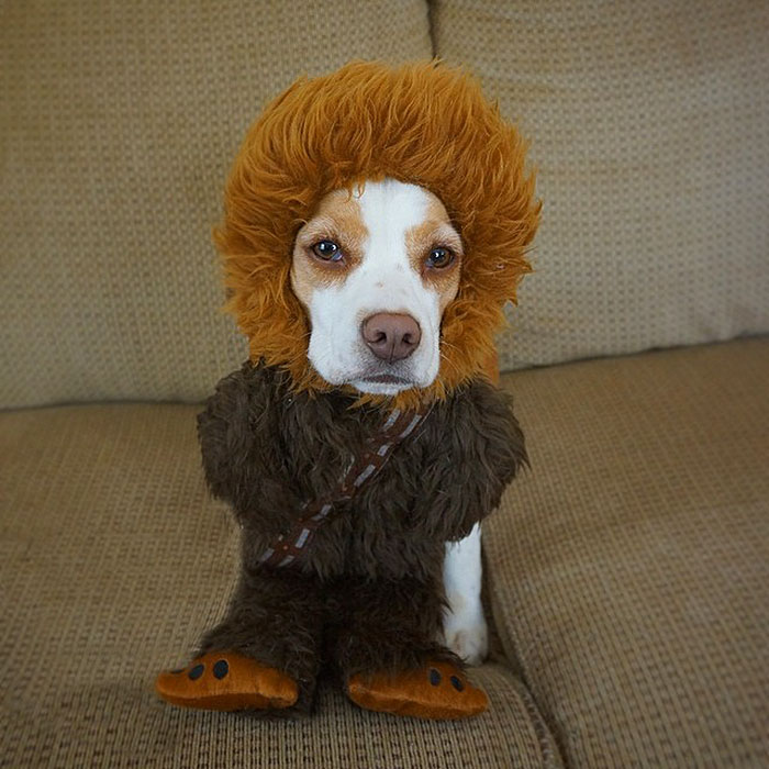 Dressed Up Dog