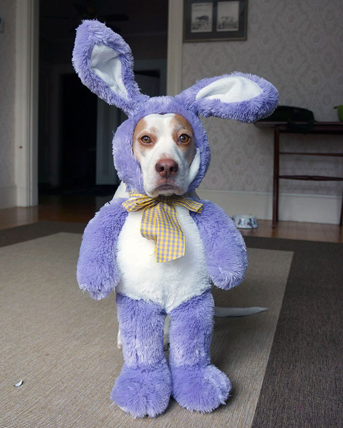 Dressed Up Dog