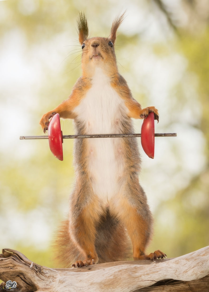 What If Squirrels Competed In The Olympic Games What If Squirrels Competed In The Olympic Games