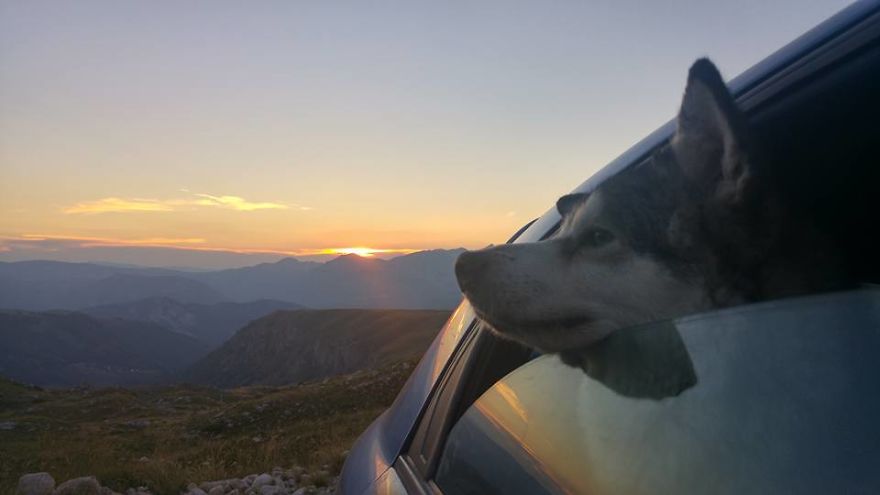 Meet Sljemenka, The Dog With Runner's Heart