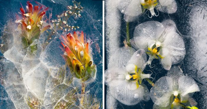 I Take Photos Of Frozen Flowers