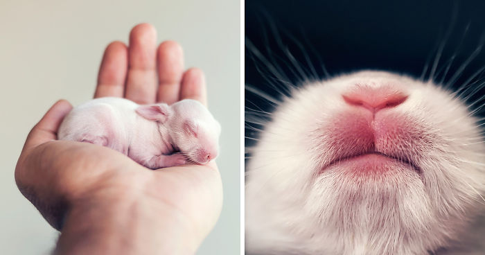 I Did A Newborn Photo Shoot With My Baby Bunny