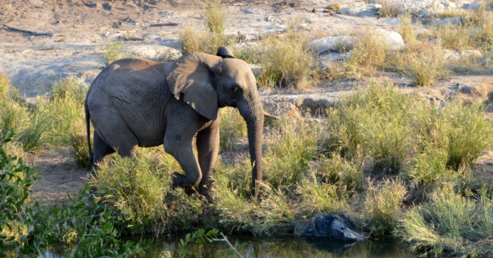 We Visited Kruger National Park Last Month And It Was A Life Changing Experience