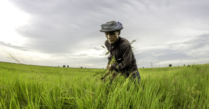 Agriculture Is The Ancient Culture Of Cambodia