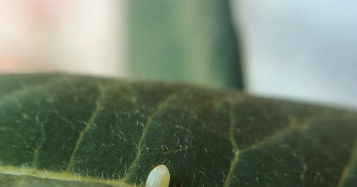 I Captured The Lifecycle Of A Monarch