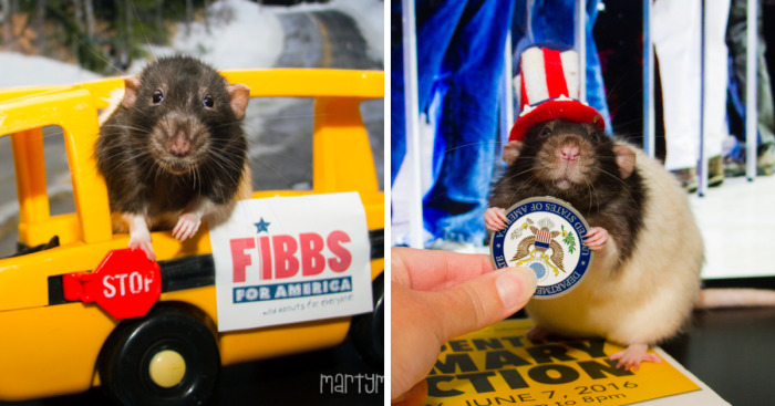 Vote Fibbs – The Best Candidate For President In This Crazy Election