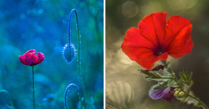 I Photographed Flowers Blooming In Poland