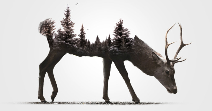 I Merged Animals With Their Own Environments Into One Crazy Simple Picture