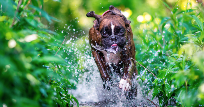 My Boxer Strawberry Has The Funniest Expressions