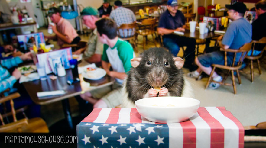 Vote Fibbs - The Best Candidate For President In This Crazy Election Vote Fibbs - The Best Candidate For President In This Crazy Election