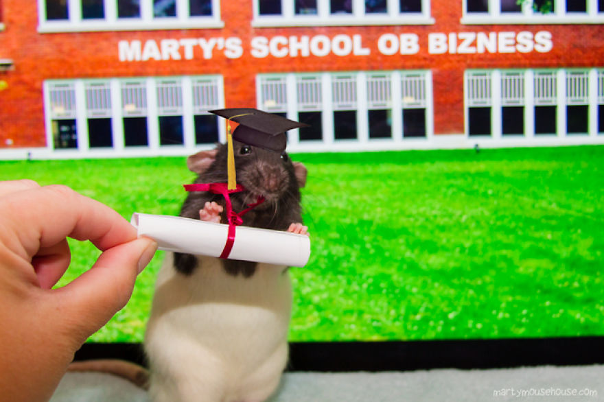 Vote Fibbs - The Best Candidate For President In This Crazy Election