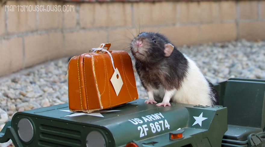 Vote Fibbs - The Best Candidate For President In This Crazy Election Vote Fibbs - The Best Candidate For President In This Crazy Election