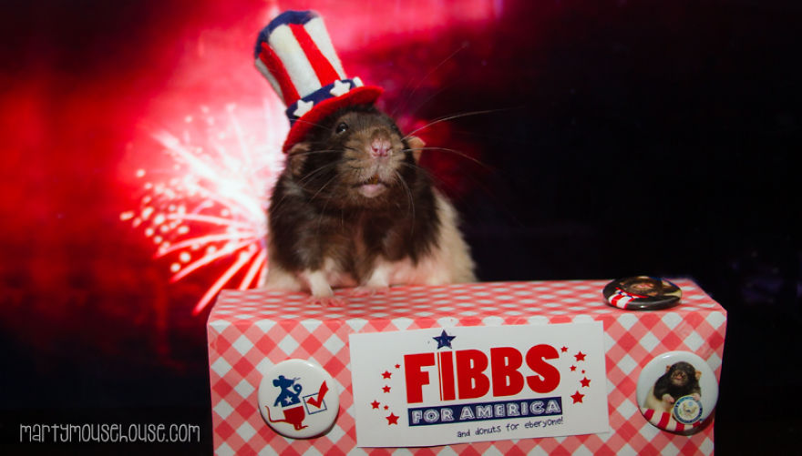 Vote Fibbs - The Best Candidate For President In This Crazy Election Vote Fibbs - The Best Candidate For President In This Crazy Election