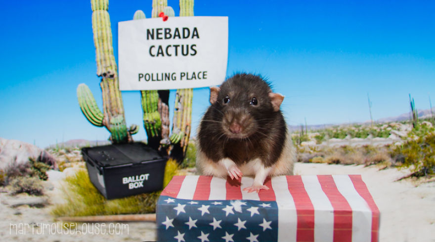 Vote Fibbs - The Best Candidate For President In This Crazy Election