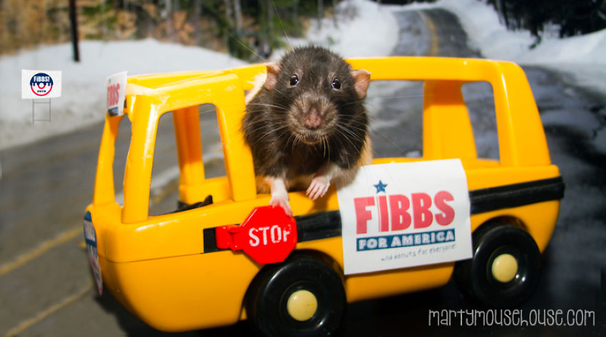 Vote Fibbs - The Best Candidate For President In This Crazy Election Vote Fibbs - The Best Candidate For President In This Crazy Election