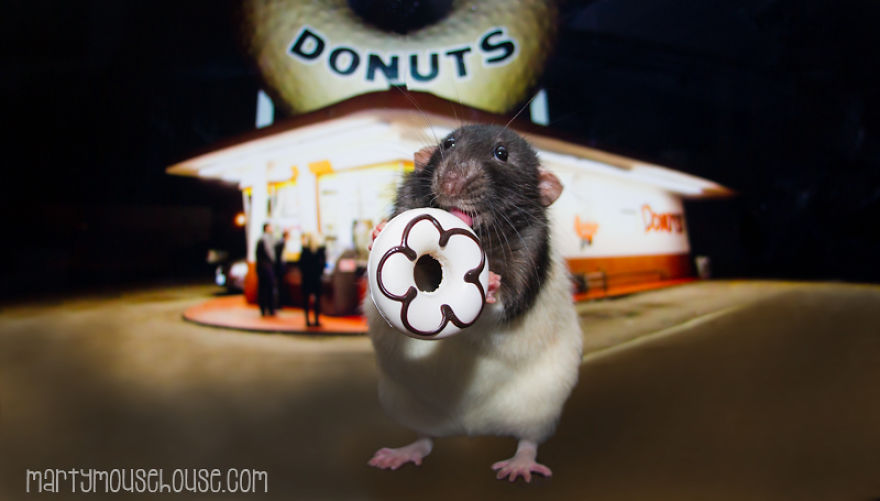 Vote Fibbs - The Best Candidate For President In This Crazy Election