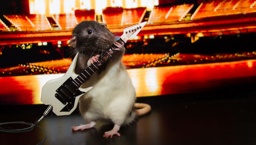 Vote Fibbs - The Best Candidate For President In This Crazy Election