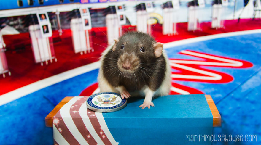 Vote Fibbs - The Best Candidate For President In This Crazy Election