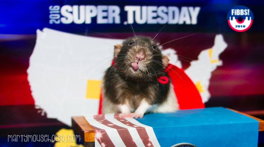 Vote Fibbs - The Best Candidate For President In This Crazy Election Vote Fibbs - The Best Candidate For President In This Crazy Election