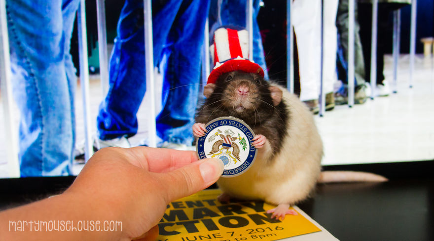 Vote Fibbs - The Best Candidate For President In This Crazy Election Vote Fibbs - The Best Candidate For President In This Crazy Election