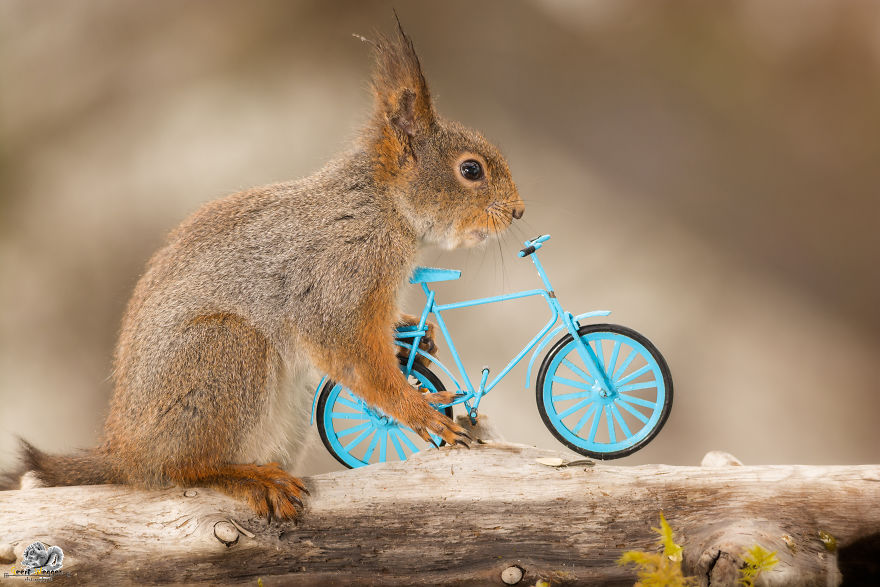 What If Squirrels Competed In The Olympic Games What If Squirrels Competed In The Olympic Games