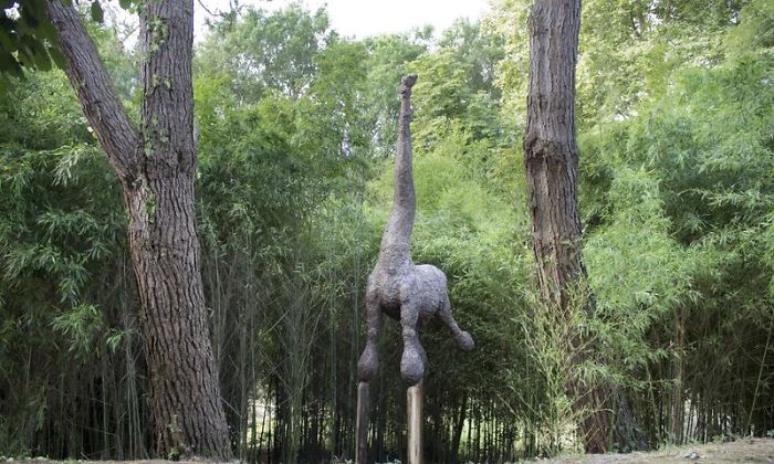 The Fived Legs Mule In Landes, France