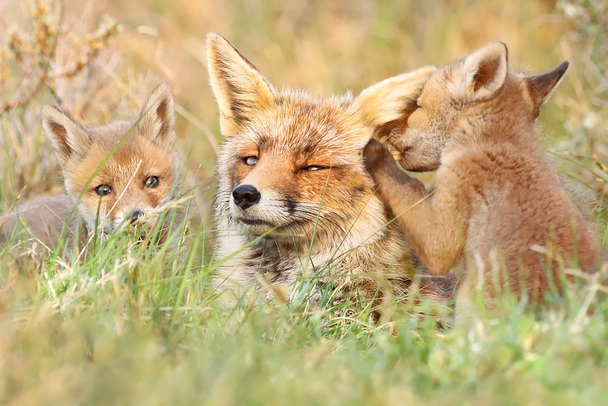 fox-photography-joke-hulst-10 fox-photography-joke-hulst-10