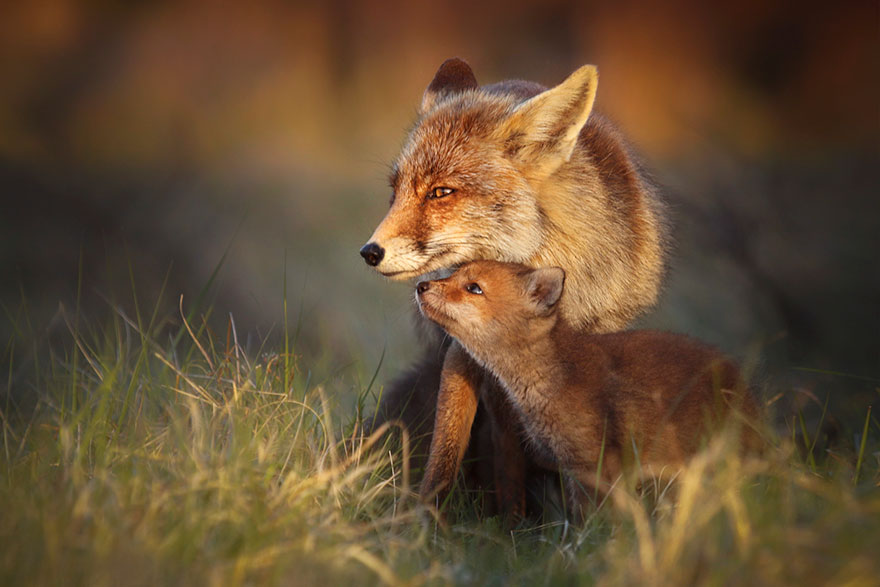fox-photography-joke-hulst-12 fox-photography-joke-hulst-12