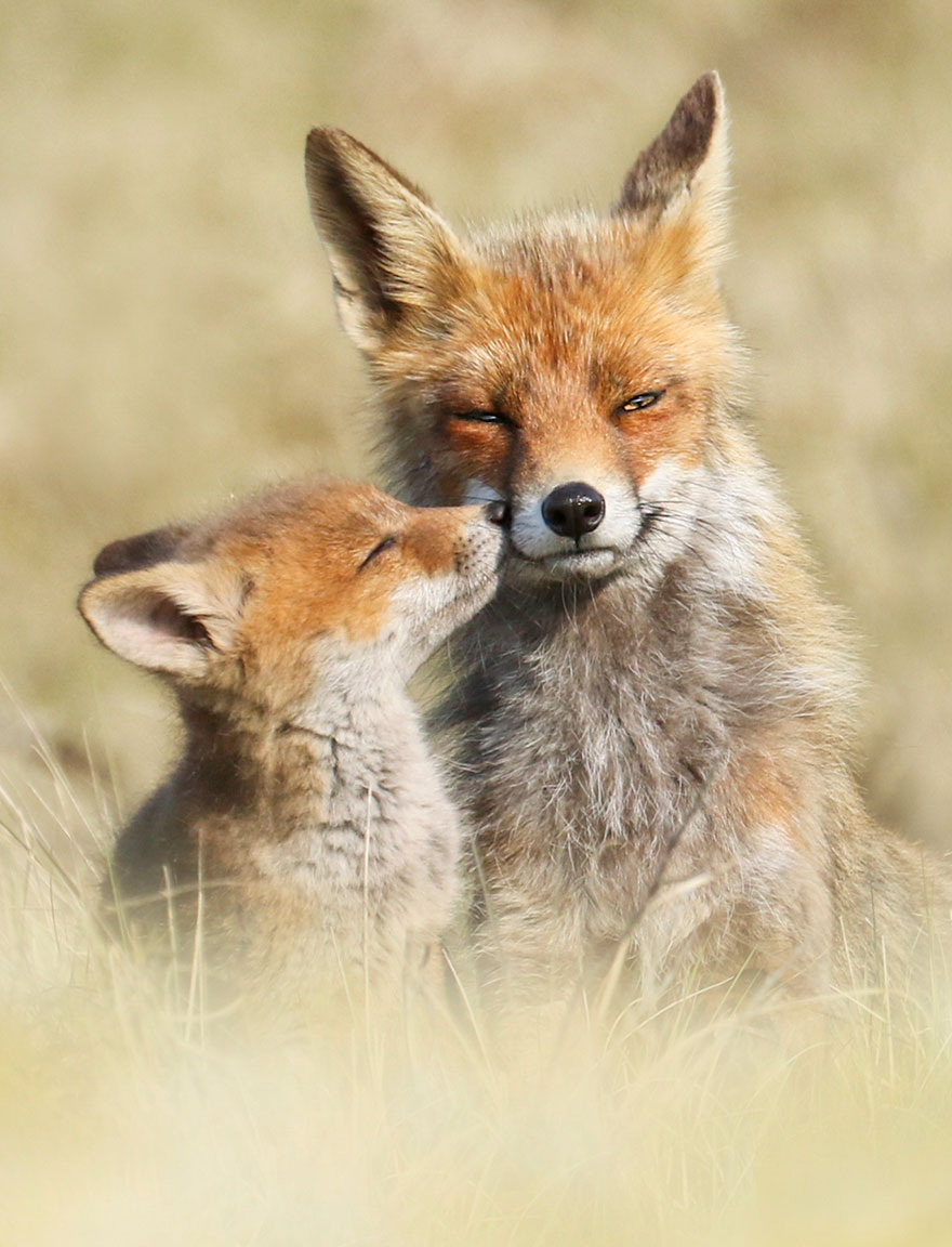 fox-photography-joke-hulst-13 fox-photography-joke-hulst-13