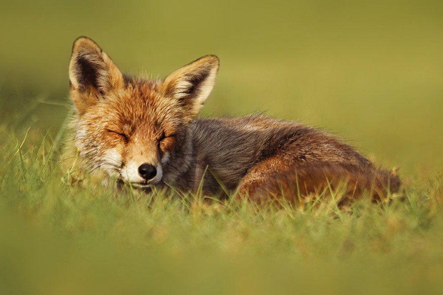 fox-photography-joke-hulst-3 fox-photography-joke-hulst-3