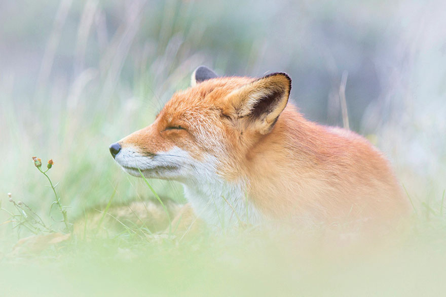 fox-photography-joke-hulst-6 fox-photography-joke-hulst-6