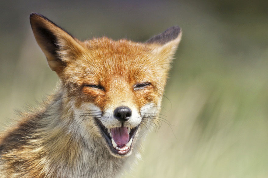 fox-photography-joke-hulst-7 fox-photography-joke-hulst-7