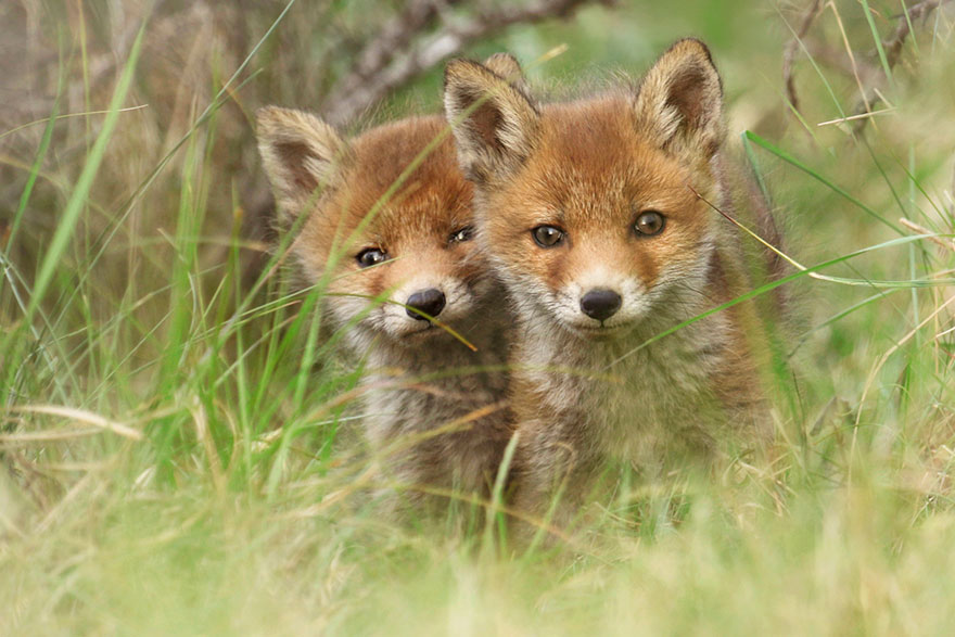 fox-photography-joke-hulst-9 fox-photography-joke-hulst-9