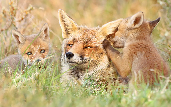 Photographer Reveals Rarely Seen Side Of Wild Foxes