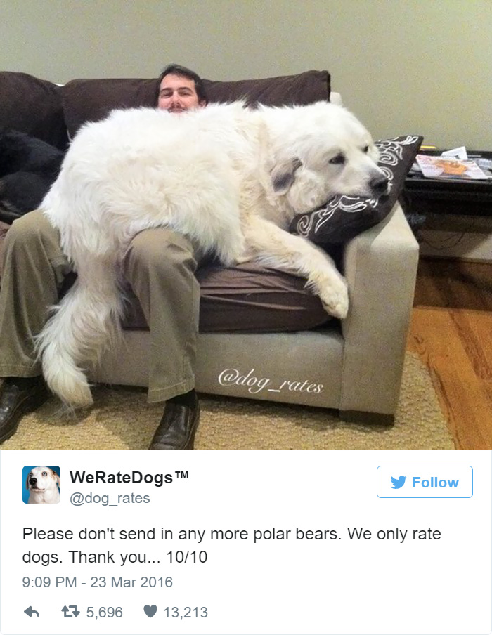 Please Stop Sending Polar Bears, We Only Rate Dogs. 10/10