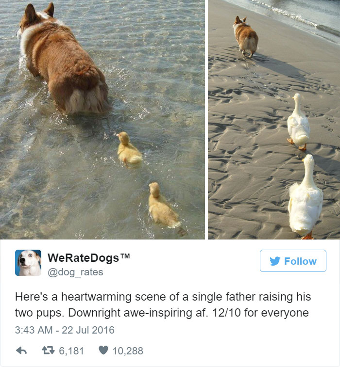 Single Father Raising His Two Pups. 12/10 For Everyone